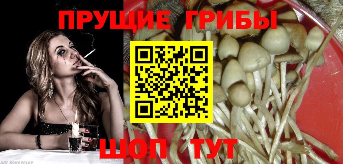 Аргун  Псилоцибиновые грибы мицелий  Вход с VPN 